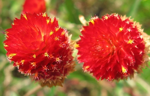 千日紅 センニチコウ の花言葉は 花言葉の由来や意味をご紹介 暮らし の