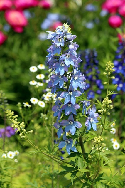 青い花の種類13選 日本で咲く青い花の人気種の名前や花言葉などをご紹介 暮らし の