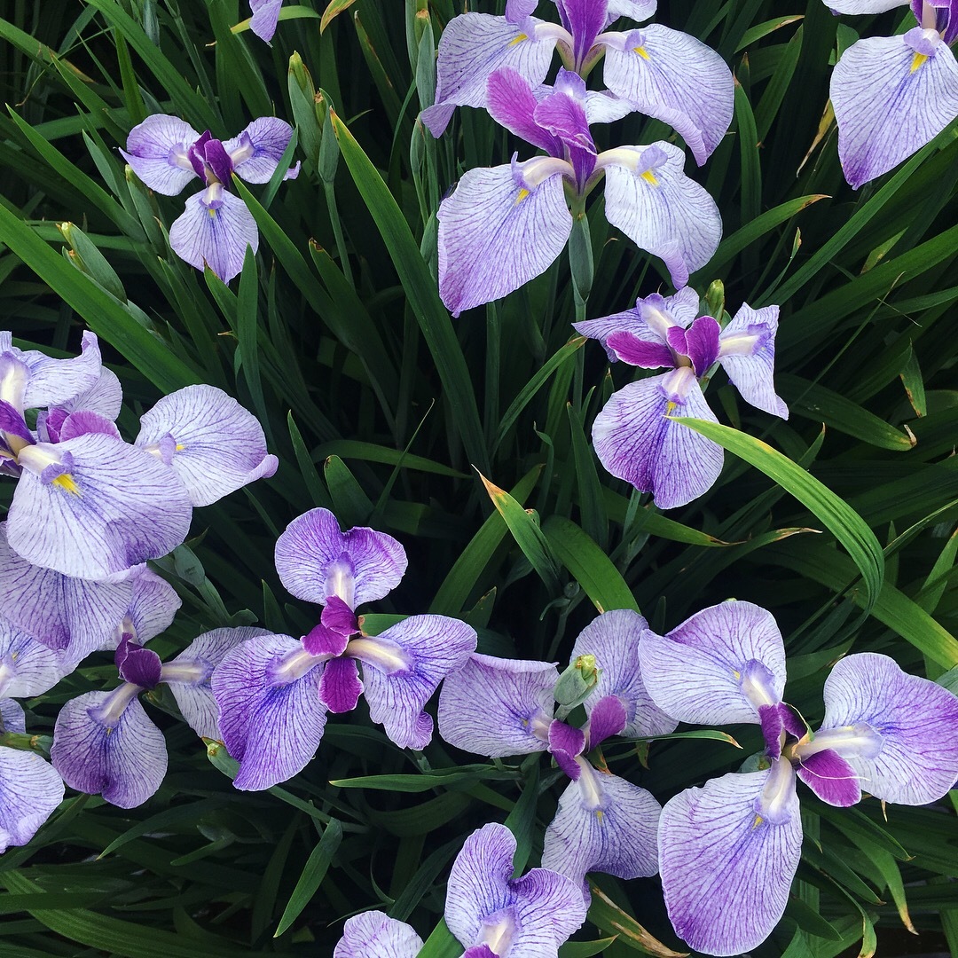 春夏秋冬別 紫色の花を総まとめ 人気な花からレアな花まで一挙大公開 暮らし の