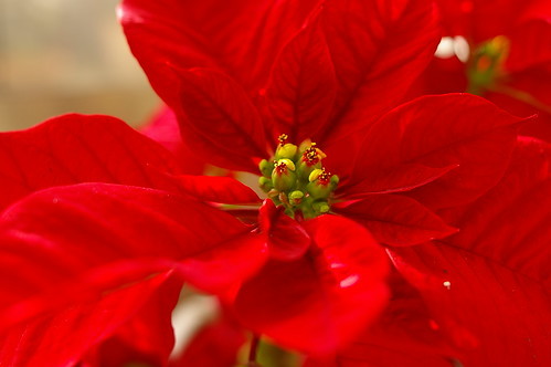 連載 花言葉もクリスマスにぴったり ポインセチアの花言葉を解説 暮らし の