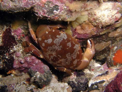 食べられない猛毒蟹 スベスベマンジュウガニの生態と気になる由来を解説 暮らし の