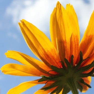 太陽のような花 ルドベキアの育て方 種類や品種 種まきの方法を紹介 暮らし の