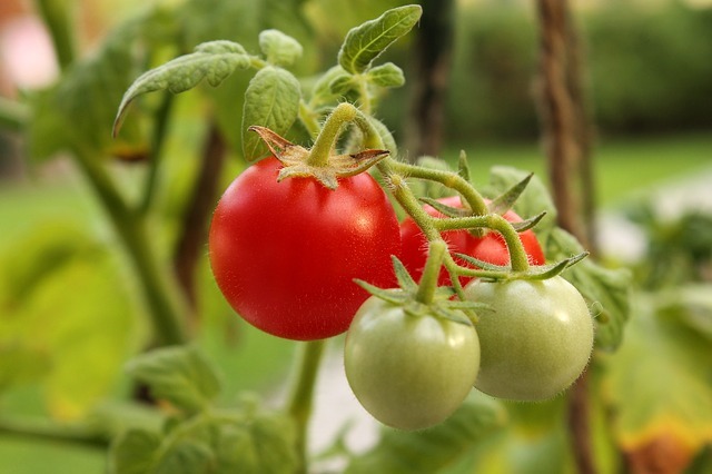 トマト栽培で気になる支柱の立て方とは 長さや倒れないコツまでご紹介 暮らし の