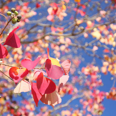 紅葉が綺麗な「ナンキンハゼ」とは？花や実の特徴から育て方をご紹介！のイメージ