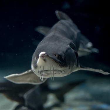 チョウザメ キャビアフィッシュ とは 生態や特徴 サメとの違いを解説 暮らし の