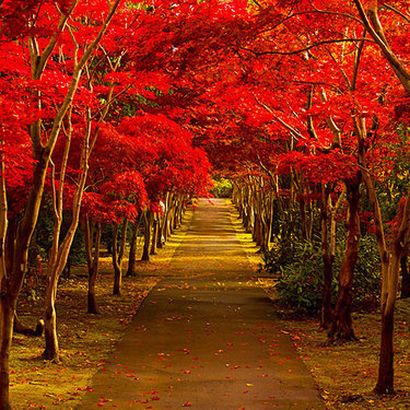 岡山県の紅葉名所 穴場スポット10選 観光におすすめな絶景スポットをご紹介 暮らし の
