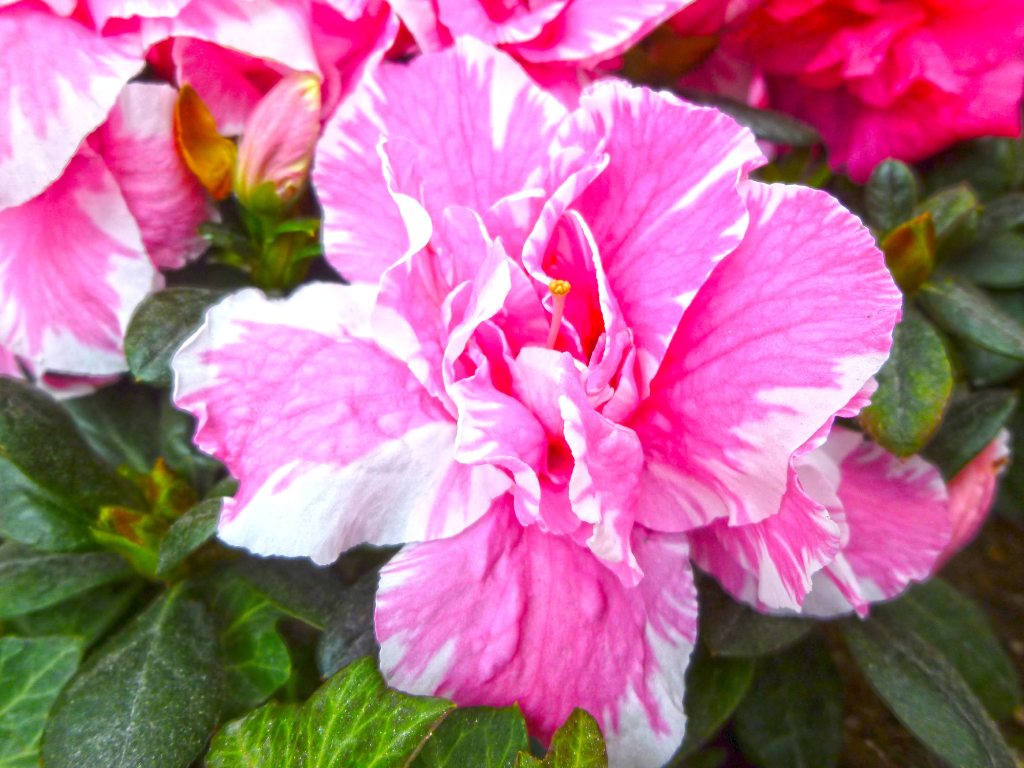 アザレアの花言葉とは 白やピンクなど色別に違う意味や由来を含めご紹介 暮らし の