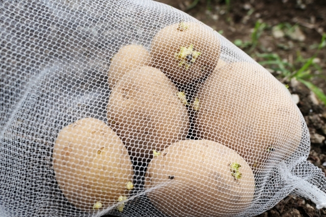ジャガイモの種芋の正しい選び方は 販売価格や時期 保存方法まで解説 暮らし の