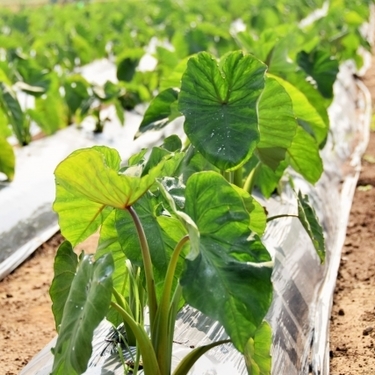 里芋の栽培方法は 育て方の基本の手順と家庭菜園でのコツや注意点をご紹介 暮らし の
