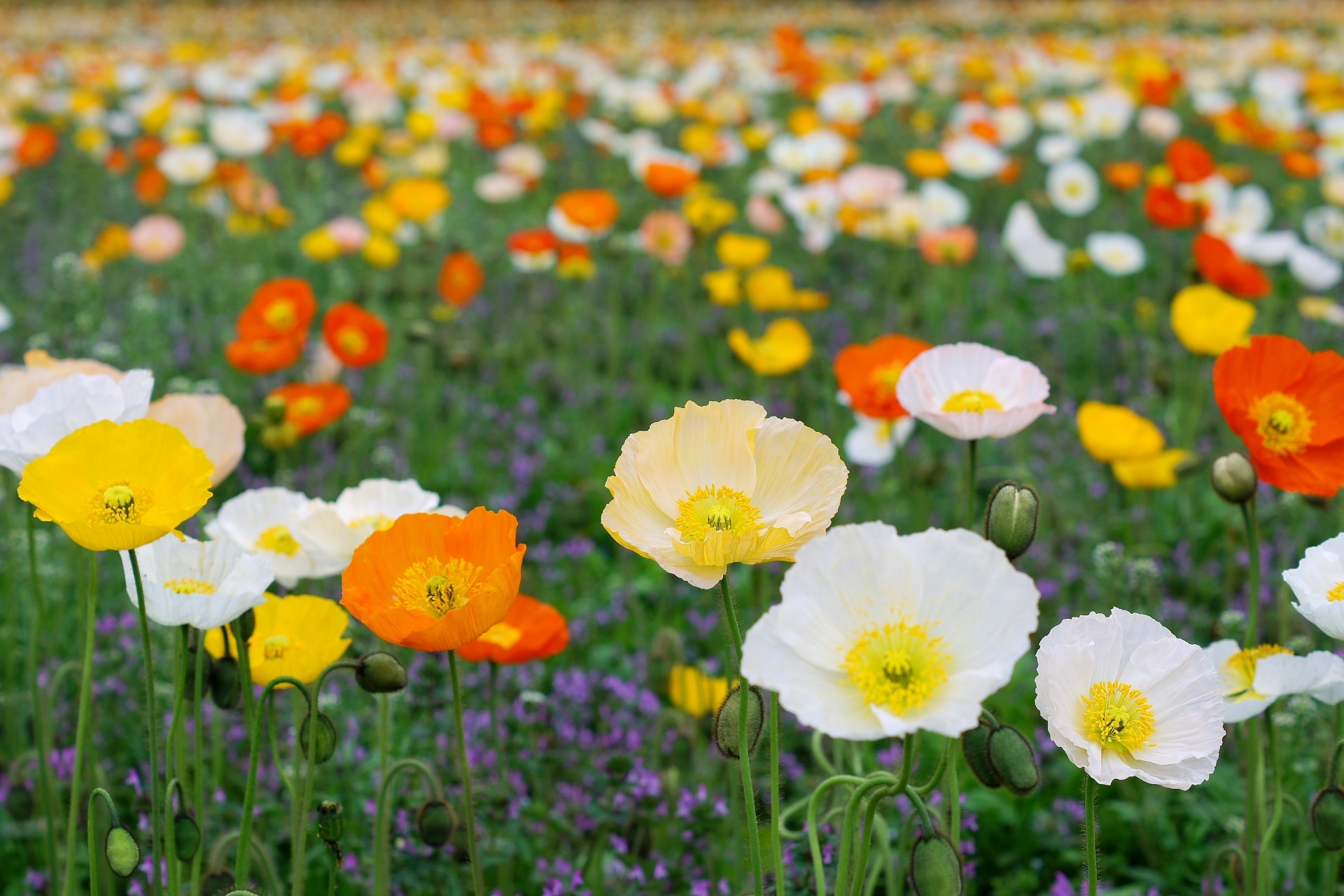 連載 透きとおる花びら魅力 ヒナゲシの花言葉をご紹介 暮らし の