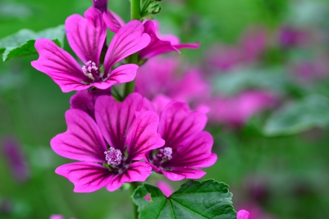 夏を彩るハマボウの花言葉って 和風ハイビスカスの特徴や育て方をご紹介 暮らし の