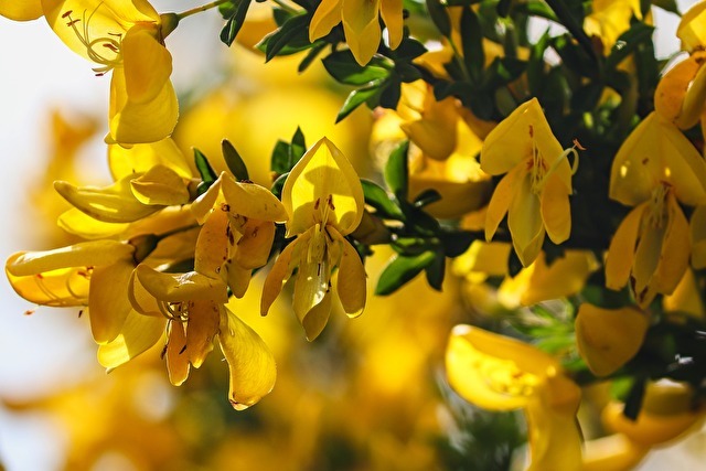 エニシダとは 庭木にもおすすめな植物の特徴や花言葉などをご紹介 暮らし の