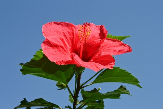 夏を彩るハマボウの花言葉って 和風ハイビスカスの特徴や育て方をご紹介 暮らし の