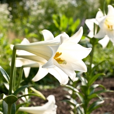 美しい白色が映える テッポウユリの育て方 種まき 植え付けから増やし方まで 暮らし の