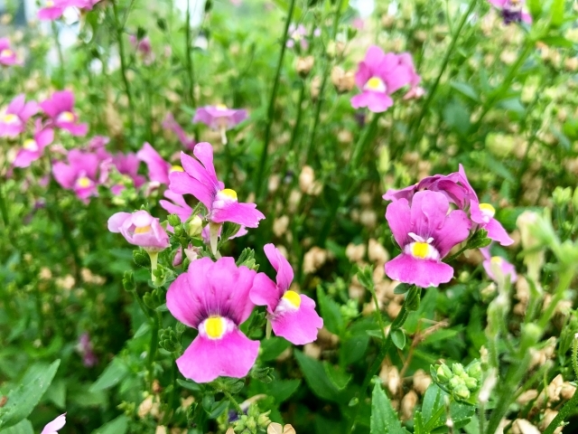 最も人気のある ネメシア 花がら摘み 4513 ネメシア 花がら摘み Jpsepulohaku