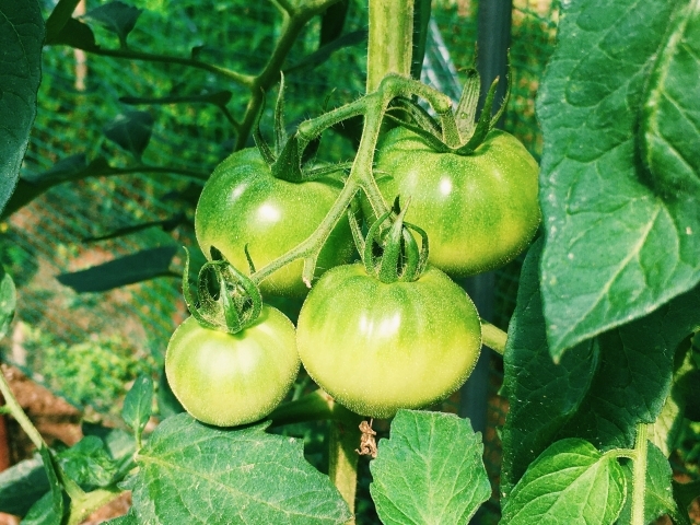 トマトの栽培方法を徹底ガイド 初めてでも失敗しない育て方のポイントとは 暮らし の